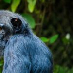 Chimpancés y Humanos, ¿qué es lo que nos hace diferentes?
