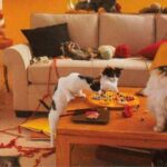 curiosidades de los gatos