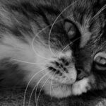 curiosidades de los gatos