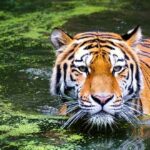 20 Curiosidades del Tigre | ¡Datos sorprendentes! ¡Descúbrelos!