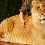 20 Curiosidades del Tigre | ¡Datos sorprendentes! ¡Descúbrelos!