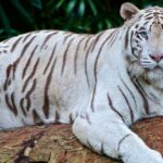 20 Curiosidades del Tigre | ¡Datos sorprendentes! ¡Descúbrelos!