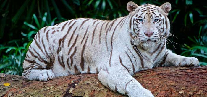20 Curiosidades del Tigre | ¡Datos sorprendentes! ¡Descúbrelos!