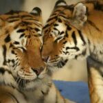 20 Curiosidades del Tigre | ¡Datos sorprendentes! ¡Descúbrelos!
