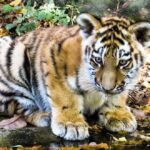 20 Curiosidades del Tigre | ¡Datos sorprendentes! ¡Descúbrelos!