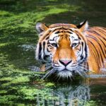 20 Curiosidades del Tigre | ¡Datos sorprendentes! ¡Descúbrelos!