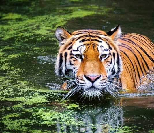 20 Curiosidades del Tigre | ¡Datos sorprendentes! ¡Descúbrelos!