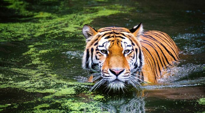 20 Curiosidades del Tigre | ¡Datos sorprendentes! ¡Descúbrelos!