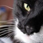 datos curiosos de los gatos