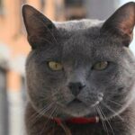 gato gris