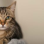 Curiosidades de los Gatos que debes conocer ¡Entérate!