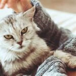 Curiosidades de los Gatos que debes conocer ¡Entérate!