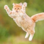 Curiosidades de los Gatos que debes conocer ¡Entérate!