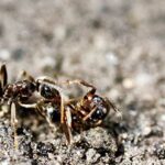 Necroforesis | Animales que retiran los cadáveres de sus congéneres