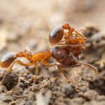 Necroforesis | Animales que retiran los cadáveres de sus congéneres