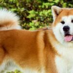 perro akita inu