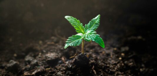 ¿Cuáles son los diferentes usos que se le puede dar al cáñamo?