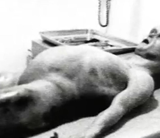El Alien de Roswell | Una gran farsa de la ufología El Alien de Roswell | Una gran farsa de la ufología