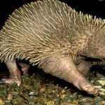Equidna | El mamífero que pone huevos como el ornitorrinco