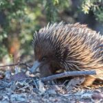 Equidna | El mamífero que pone huevos como el ornitorrinco