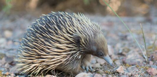 Equidna | El mamífero que pone huevos como el ornitorrinco Equidna | El mamífero que pone huevos como el ornitorrinco