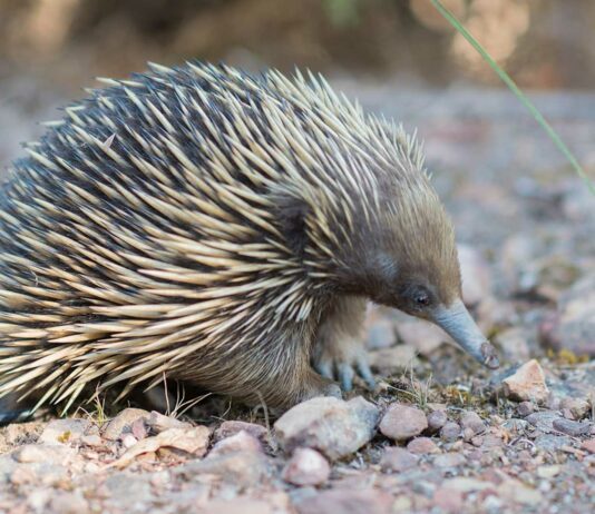 Equidna | El mamífero que pone huevos como el ornitorrinco