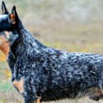 Las 10 Razas de Perros más Inteligentes | Pastor Ganadero Australiano