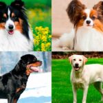 Las 10 Razas de Perros más Inteligentes | Descúbrelas
