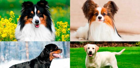 Las 10 Razas de Perros más Inteligentes | Descúbrelas