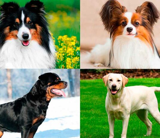Las 10 Razas de Perros más Inteligentes | Descúbrelas Las 10 Razas de Perros más Inteligentes | Descúbrelas