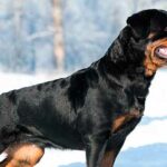 Las 10 Razas de Perros más Inteligentes | Rottweiler