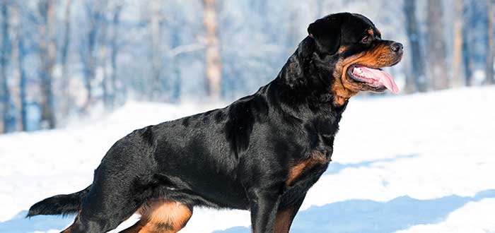 Las 10 Razas de Perros más Inteligentes | Rottweiler