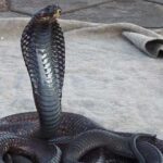 cobra-egipcia