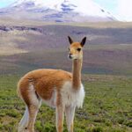 La-vicuña-datos-curiosos-de-peu