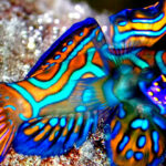 Los peces más raros de todo el mundo 2