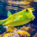 Los peces más raros de todo el mundo