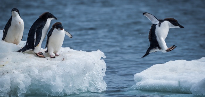 Datos Curiosos de los Pingüinos 