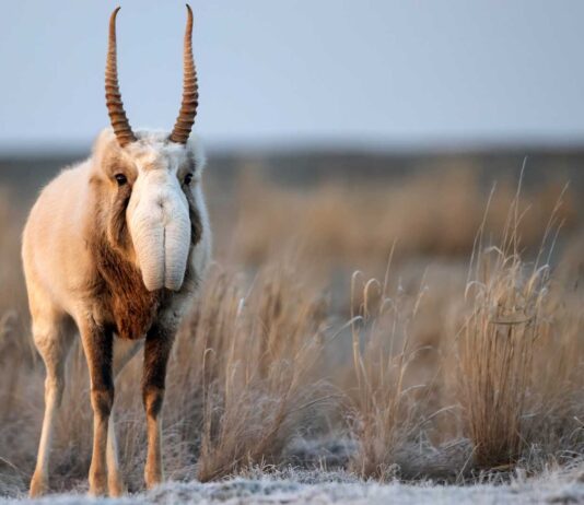 animales más curiosos del mundo