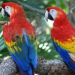 10 Curiosidades de Honduras | Sorpréndete con este país