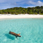 curiosidades de las bahamas