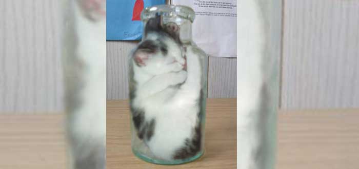 Gato Bonsai | El polémico caso del Bonsai Kitten que nunca existió