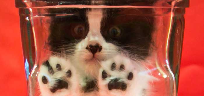 Gato Bonsai | El polémico caso del Bonsai Kitten que nunca existió