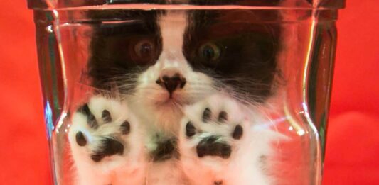 Gato Bonsai | El polémico caso del Bonsai Kitten que nunca existió