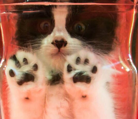 Gato Bonsai | El polémico caso del Bonsai Kitten que nunca existió