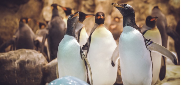 Curiosidades de los pingüinos