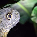 mariposas-en-bolivia