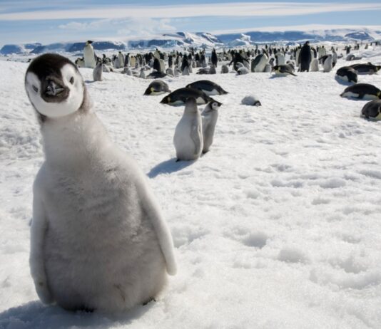 15 Datos Curiosos de los Pingüinos | Encantadora especie del Sur