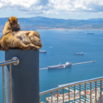 ¿Por qué hay monos en Gibraltar_| ¡Te lo contamos!