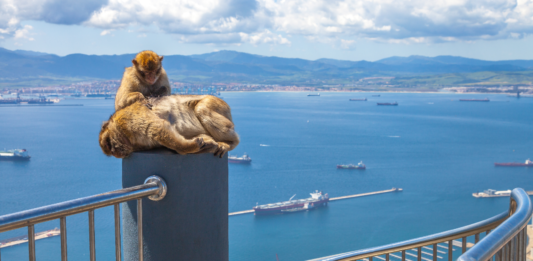 ¿Por qué hay monos en Gibraltar_| ¡Te lo contamos!