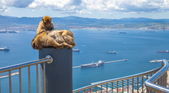 ¿Por qué hay monos en Gibraltar_| ¡Te lo contamos!